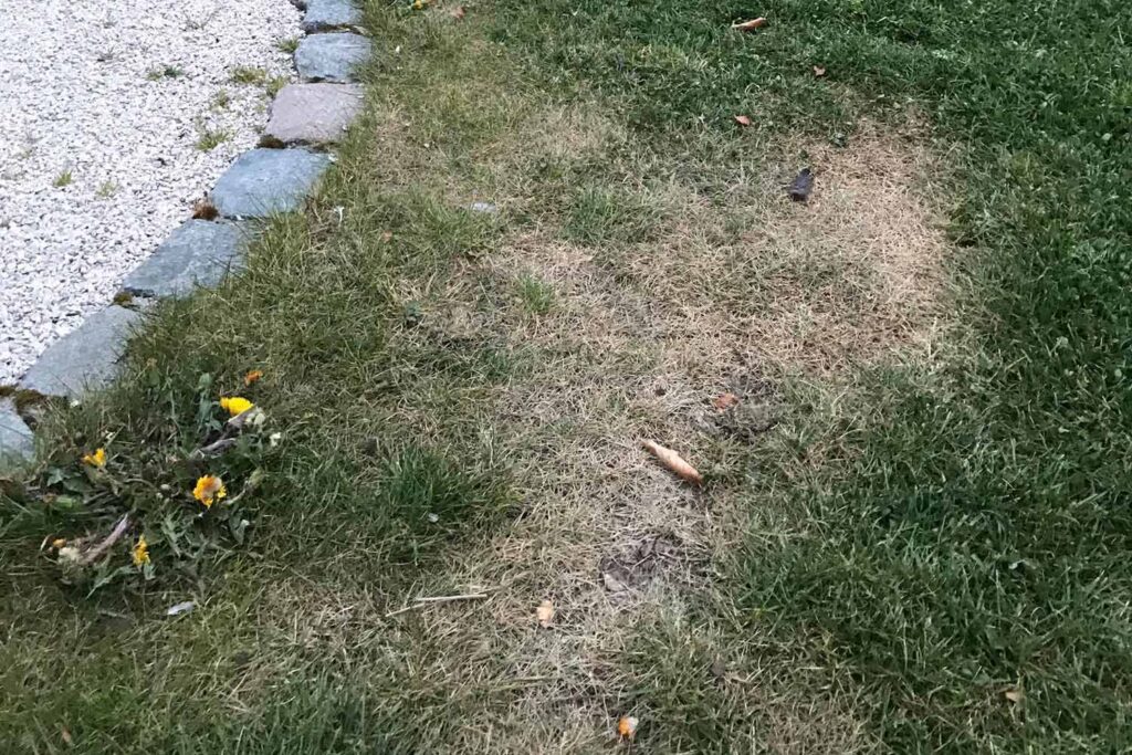 Rost gras? Het minste van onze zorgen.