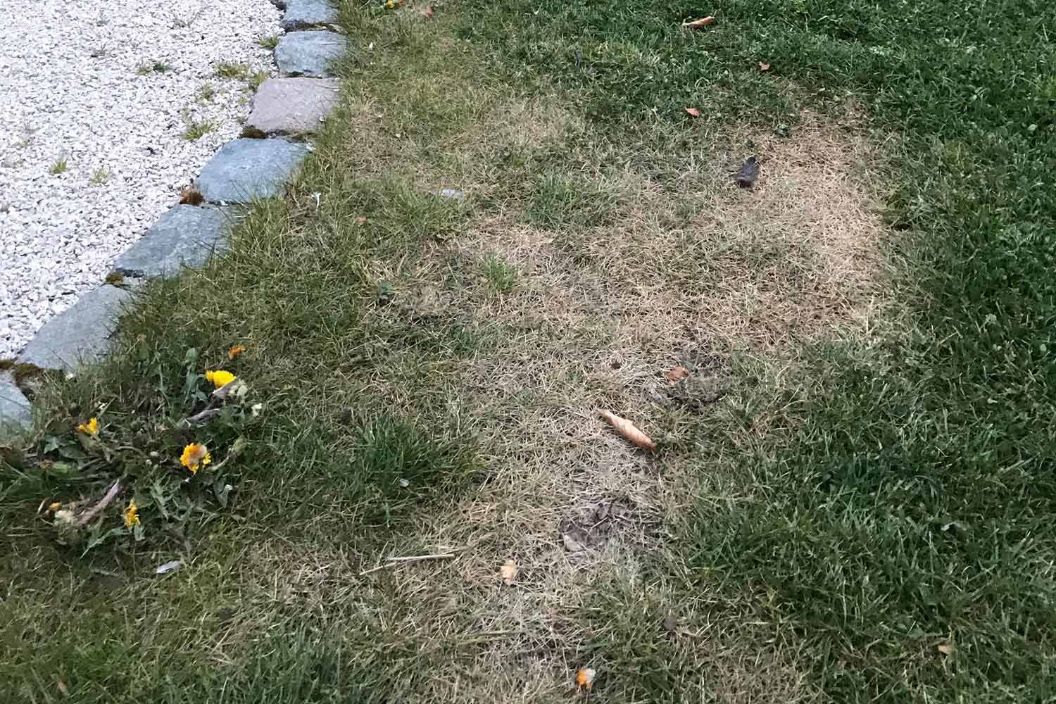 Rost gras? Het minste van onze zorgen.