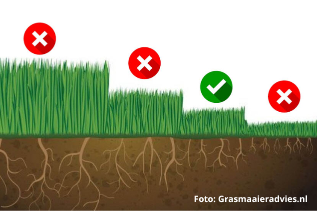 wat is de ideale maaihoogte van jouw gazon
